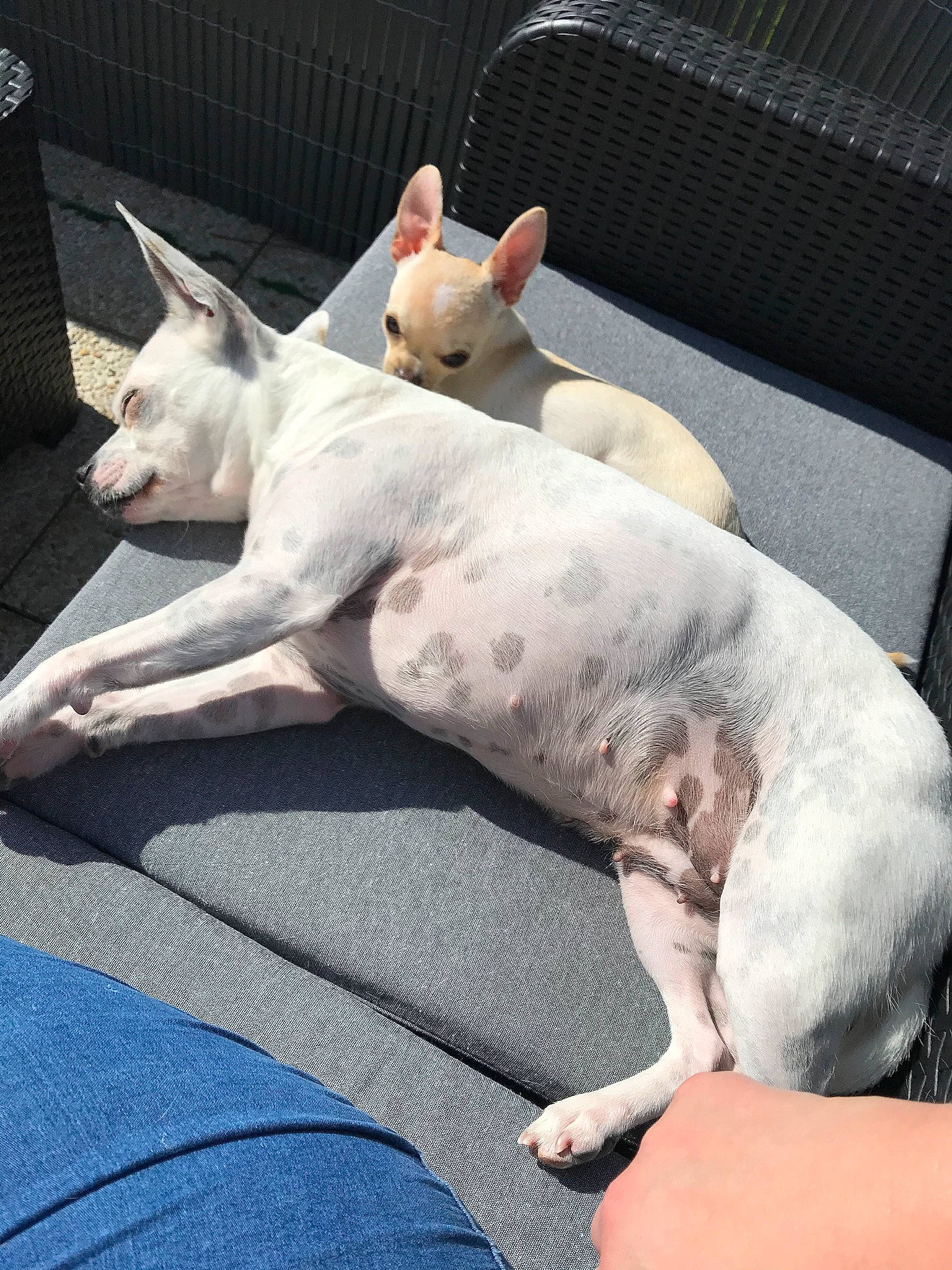 Snow participe au concours pour gagner de l'argent avec cette photo : blue, bull_terrier, carnivore, comfort, companion_dog, dog, dog_breed, fawn, flesh, foot, grey, mammal, paw, snout, sporting_group, tail, terrestrial_animal, toy_dog, vertebrate, whiskers