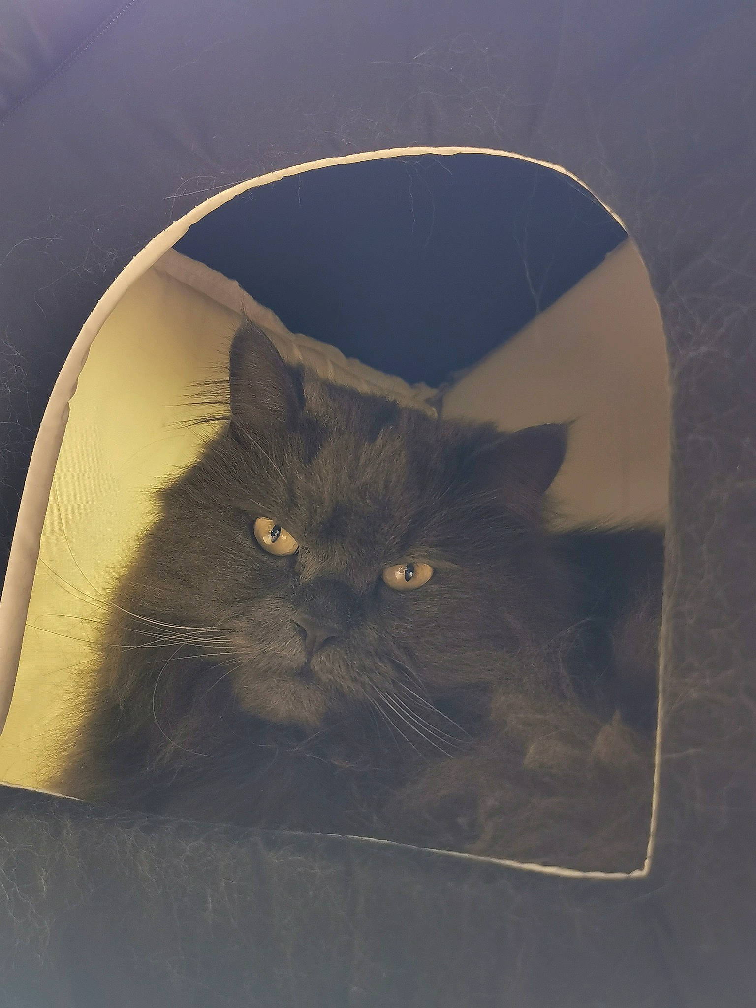 Jay-z participe au concours pour gagner de l'argent avec cette photo : automotive_lighting, bag, black_cat, carnivore, cat, circle, darkness, domestic_short_haired_cat, felidae, fur, grey, illustration, shadow, small_to_medium_sized_cats, snout, still_life_photography, tail, tints_and_shades, visual_arts, whiskers