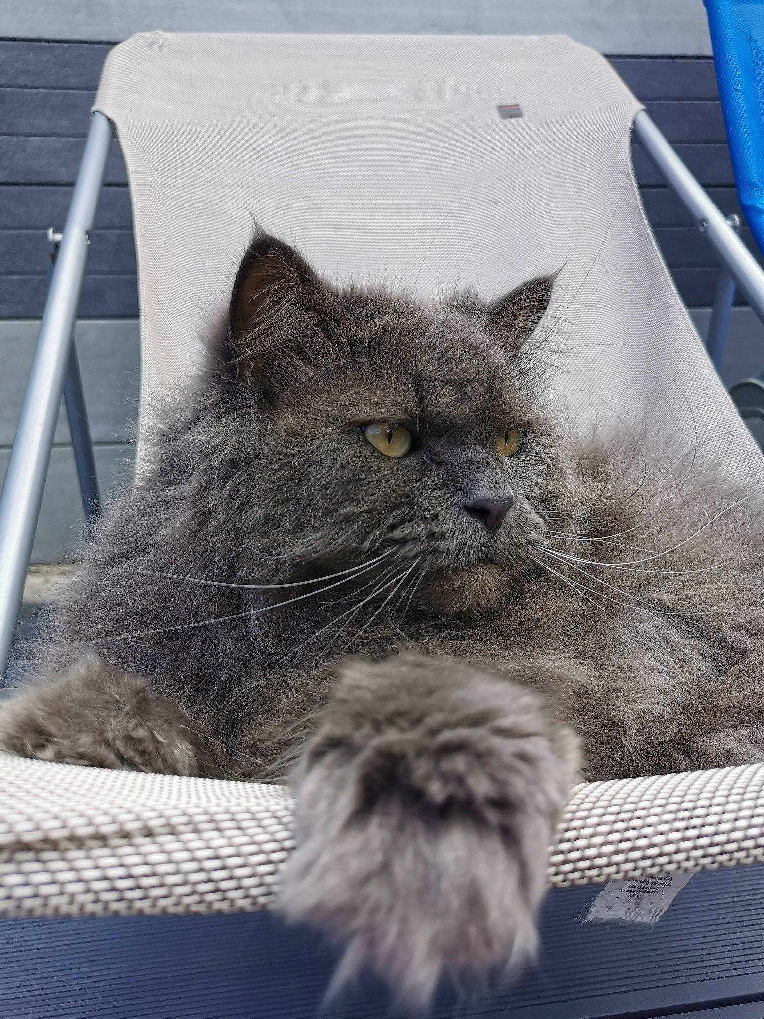 Jay-z participe au concours pour gagner de l'argent avec cette photo : black_cat, blue, carnivore, cat, claw, comfort, domestic_short_haired_cat, felidae, fur, grey, mammal, monochrome_photography, plant, sitting, small_to_medium_sized_cats, snout, terrestrial_animal, vertebrate, whiskers