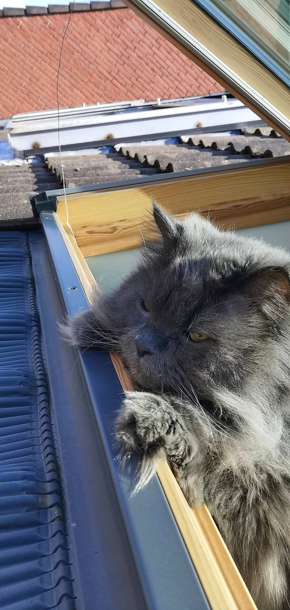 Jay-z participe au concours pour gagner de l'argent avec cette photo : black_cat, box, carnivore, cat, claw, composite_material, domestic_short_haired_cat, felidae, flooring, fur, hardwood, paw, roof, small_to_medium_sized_cats, snout, steel, tail, whiskers, window, wood