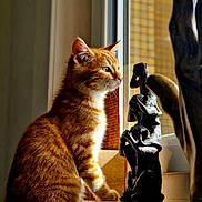 Rooky participe au concours pour gagner de l'argent avec cette photo : cat, ginger_cat, tabby, indoor, windowsill, window, sculpture, art, curious, pet, feline, animal, orange_fur, whiskers, sunlight, shadow, cozy, looking_out, domestic, resting