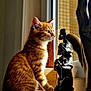 animal, art, cat, cozy, curious, domestic, feline, ginger_cat, indoor, looking_out, orange_fur, pet, resting, sculpture, shadow, sunlight, tabby, whiskers, window, windowsill