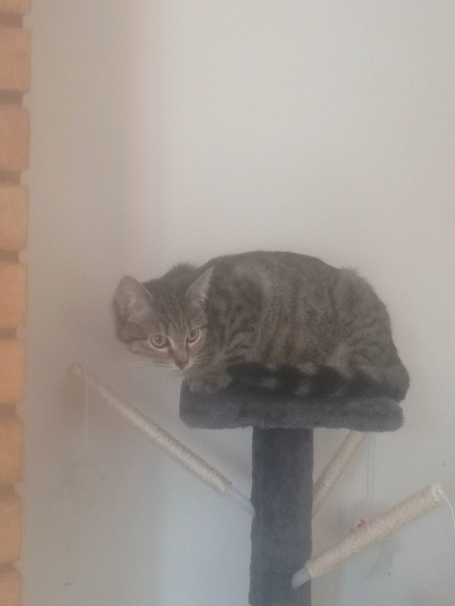 Noisette a rejoint le concours — aidez-le/la à gagner de superbes lots ! brick, brickwork, carnivore, cat, cat_supply, domestic_short_haired_cat, felidae, fur, grey, small_to_medium_sized_cats, snout, tail, vertebrate, whiskers