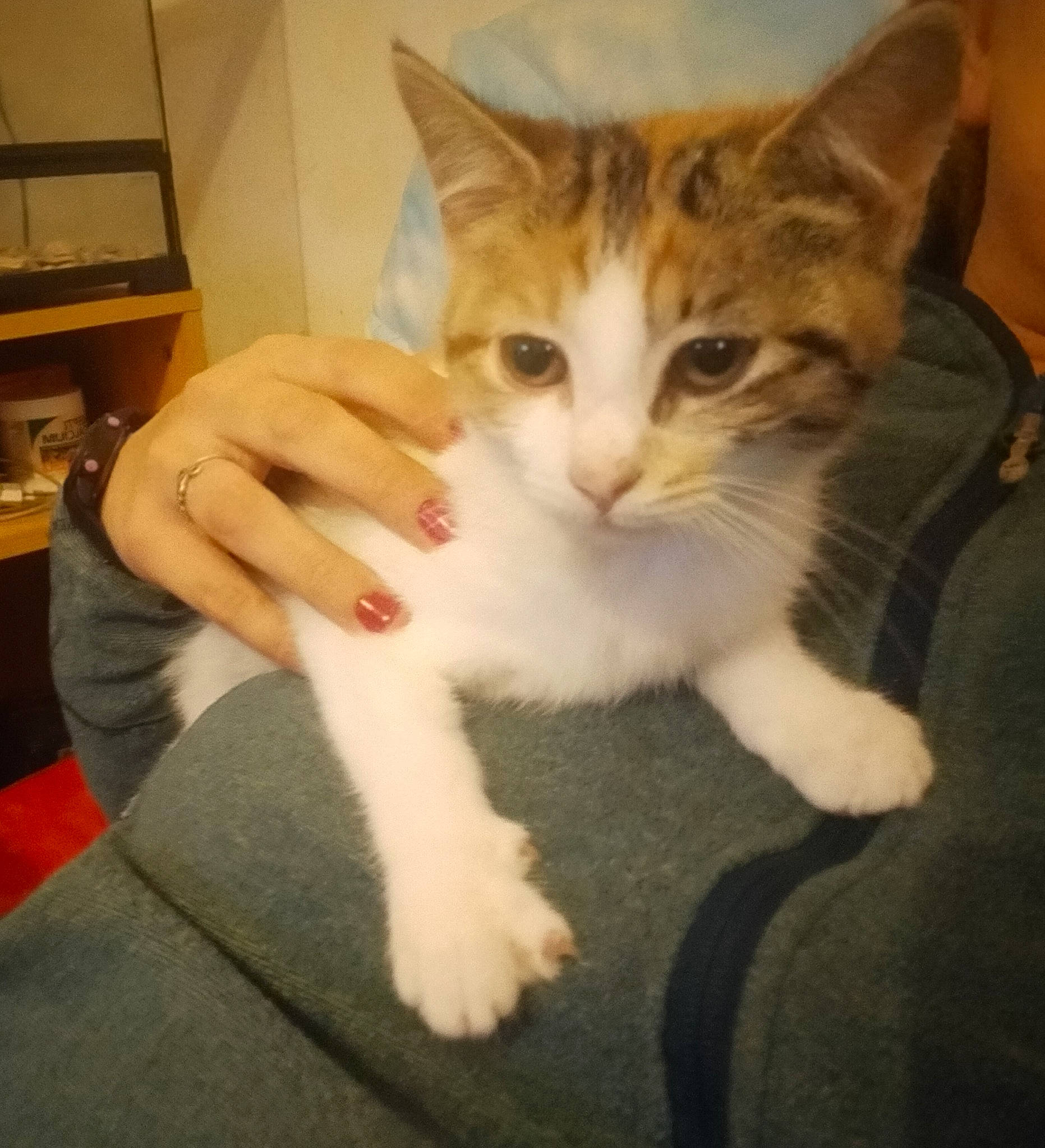 Focsie participe au concours pour gagner de l'argent avec cette photo : carnivore, cat, domestic_short_haired_cat, felidae, foot, fur, shelf, sitting, small_to_medium_sized_cats, snout, toe, vertebrate, whiskers