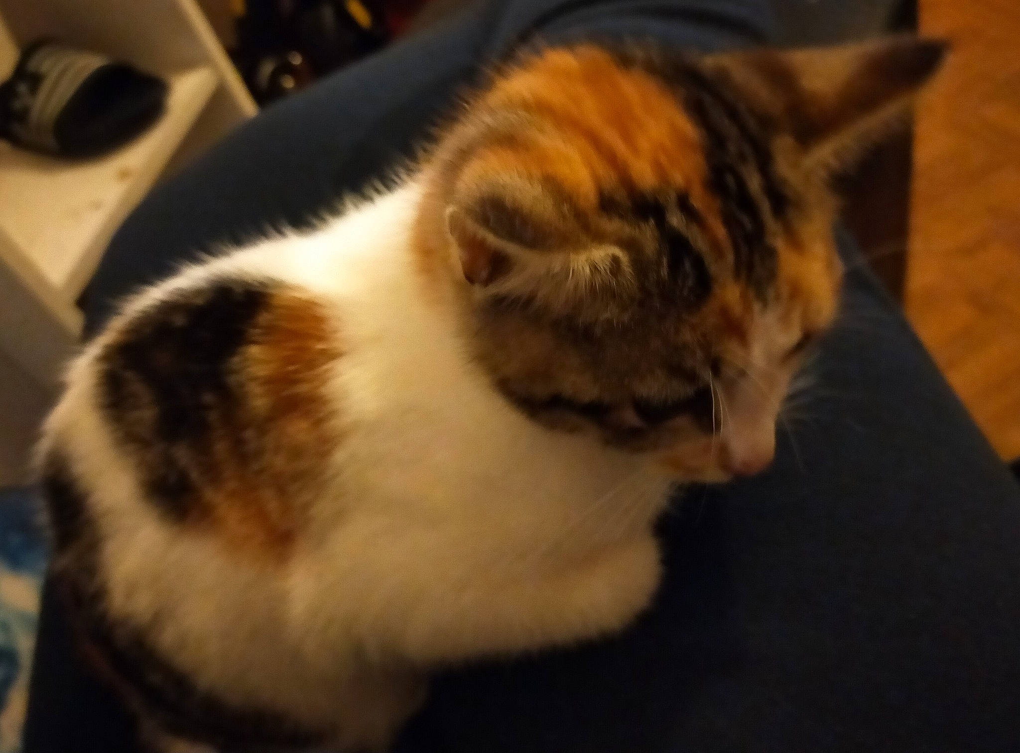 Focsie a rejoint le concours — aidez-le/la à gagner de superbes lots ! carnivore, cat, domestic_short_haired_cat, felidae, fur, input_device, power_plugs_and_sockets, small_to_medium_sized_cats, snout, tail, vertebrate, whiskers