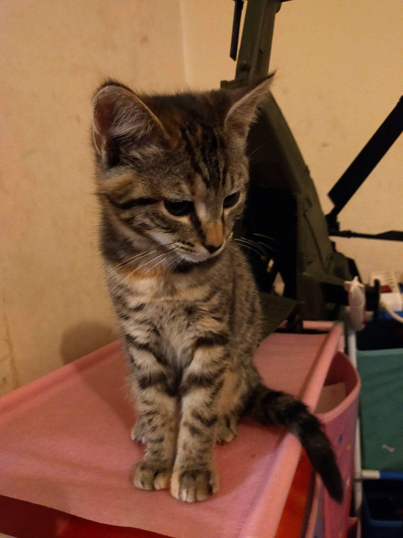 Caramelle participe au concours pour gagner de l'argent avec cette photo : beige, california_spangled, carnivore, cat, desk, domestic_short_haired_cat, felidae, fur, plywood, small_to_medium_sized_cats, snout, tabby_cat, tail, terrestrial_animal, toe, whiskers