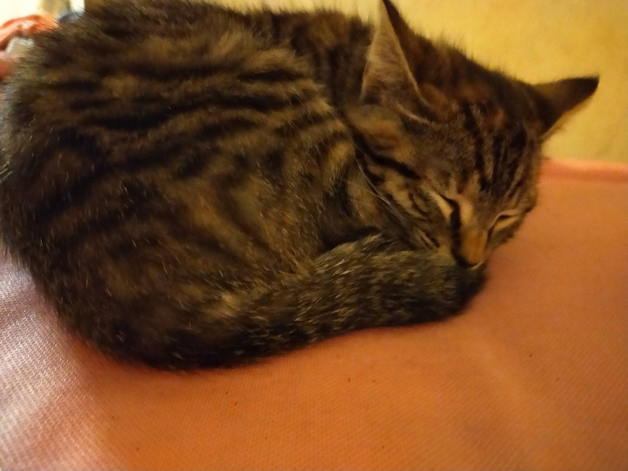 Caramelle a rejoint le concours — aidez-le/la à gagner de superbes lots ! brown, carnivore, cat, domestic_short_haired_cat, fawn, felidae, fur, small_to_medium_sized_cats, tabby_cat, vertebrate, whiskers