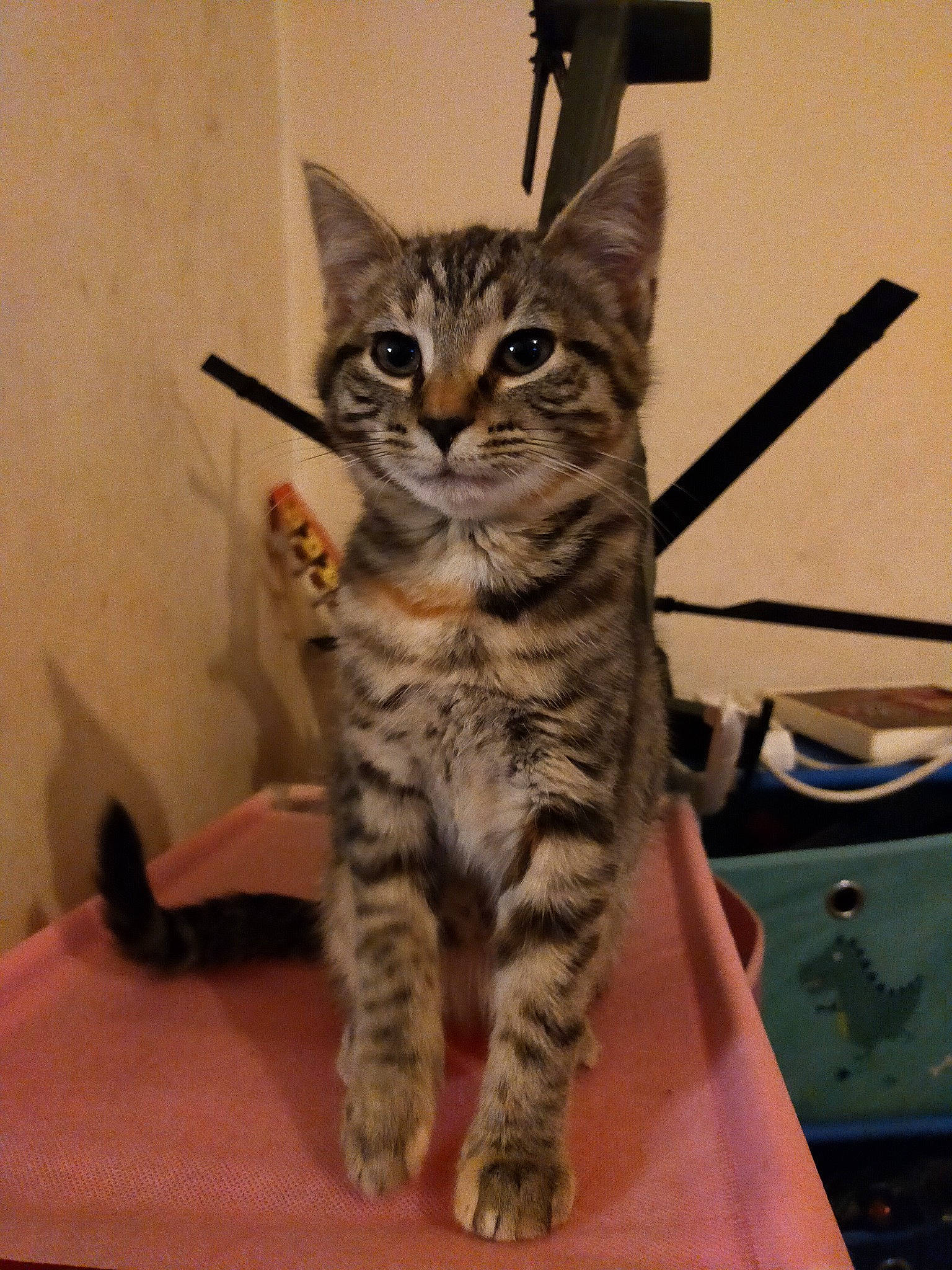 Caramelle participe au concours pour gagner de l'argent avec cette photo : carnivore, carpet, cat, claw, curious, domestic_short_haired_cat, felidae, fur, kitten, linens, mammal, small_to_medium_sized_cats, snout, tabby_cat, tail, terrestrial_animal, toe, vertebrate, whiskers