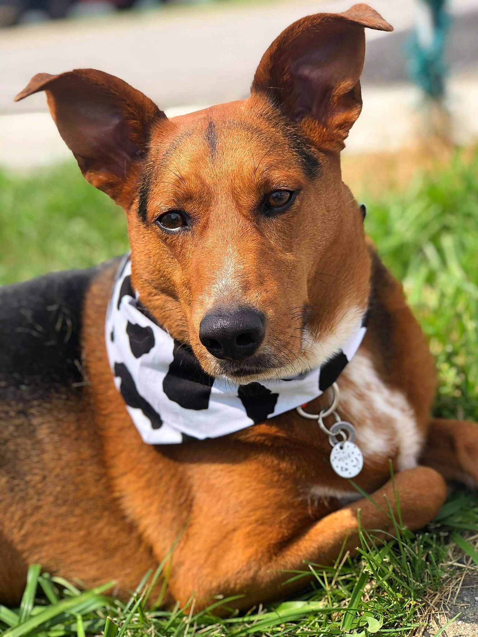 Bug is registered to the contest to win money with this photo: animal_sports, canidae, carnivore, collar, companion_dog, dog, dog_breed, dog_collar, dog_sports, dog_supply, fawn, fur, grass, hound, plant, snout, sporting_group, terrestrial_animal, whiskers, working_animal
