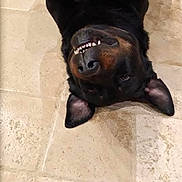 Irko participe au concours pour gagner de l'argent avec cette photo : animal, black_fur, brown_fur, canine, cute, dog, domestic_animal, ears, floor, funny, happy, indoor, lying_down, paws, pet, playful, relaxed, teeth, tile_floor, upside_down