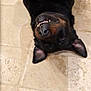 animal, black_fur, brown_fur, canine, cute, dog, domestic_animal, ears, floor, funny, happy, indoor, lying_down, paws, pet, playful, relaxed, teeth, tile_floor, upside_down