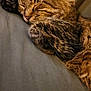 Droopy is registered to the contest to win money with this photo: animal, bed, cat, closeup, cozy, cute, domestic, feline, fur, indoor, mammal, nap, paw, pet, relaxed, resting, sleeping, soft, tabby, whiskers