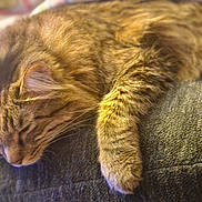 Droopy joined the competition — help win amazing prizes! animal, cat, closeup, comfort, couch, cozy, domestic, fur, furniture, indoor, mammal, nap, paw, pet, relaxation, resting, sleeping, soft, tabby, whiskers