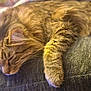 animal, cat, closeup, comfort, couch, cozy, domestic, fur, furniture, indoor, mammal, nap, paw, pet, relaxation, resting, sleeping, soft, tabby, whiskers