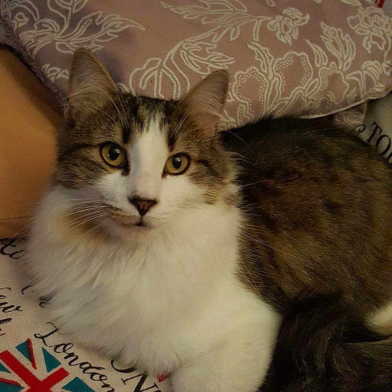 Titi