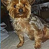 dog, small_dog, yorkshire_terrier, pet, fur, ears, indoor, bed, blanket, animal, cute, alert, canine, companion, household, furniture, domestic, mammal, portrait, fur_texture