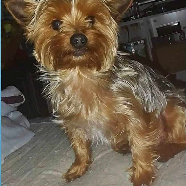 Guizmo participe au concours pour gagner de l'argent avec cette photo : dog, small_dog, yorkshire_terrier, pet, fur, ears, indoor, bed, blanket, animal, cute, alert, canine, companion, household, furniture, domestic, mammal, portrait, fur_texture