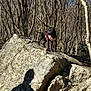 adventure, animal, bare_trees, black_dog, canine, daylight, dog, exploration, forest, harness, landscape, nature, outdoor, pet, rock, scenery, shadow, sunlight, trees, wildlife