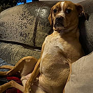 Chevy Nova. joined the competition — help win amazing prizes! animal, blanket, brown, canine, comfort, couch, dog, domestic_animal, expression, fur, furniture, home, indoor, living_room, lounge, pet, pillow, relaxing, resting, seated