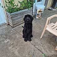 Vicky a rejoint le concours — aidez-le/la à gagner de superbes lots ! animal, black_dog, concrete, container, daylight, dog, door, fur, greenery, house, leaves, outdoor, patio, pet, plant, planter_box, plastic_chair, quiet, sitting, wall