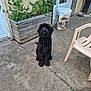 animal, black_dog, concrete, container, daylight, dog, door, fur, greenery, house, leaves, outdoor, patio, pet, plant, planter_box, plastic_chair, quiet, sitting, wall