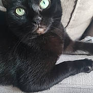 Tyna participe au concours pour gagner de l'argent avec cette photo : abyssinian, animal, armchair, blackcat, cat, chair, couch, furniture, kitten, manx, pet
