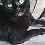 abyssinian, animal, armchair, blackcat, cat, chair, couch, furniture, kitten, manx, pet