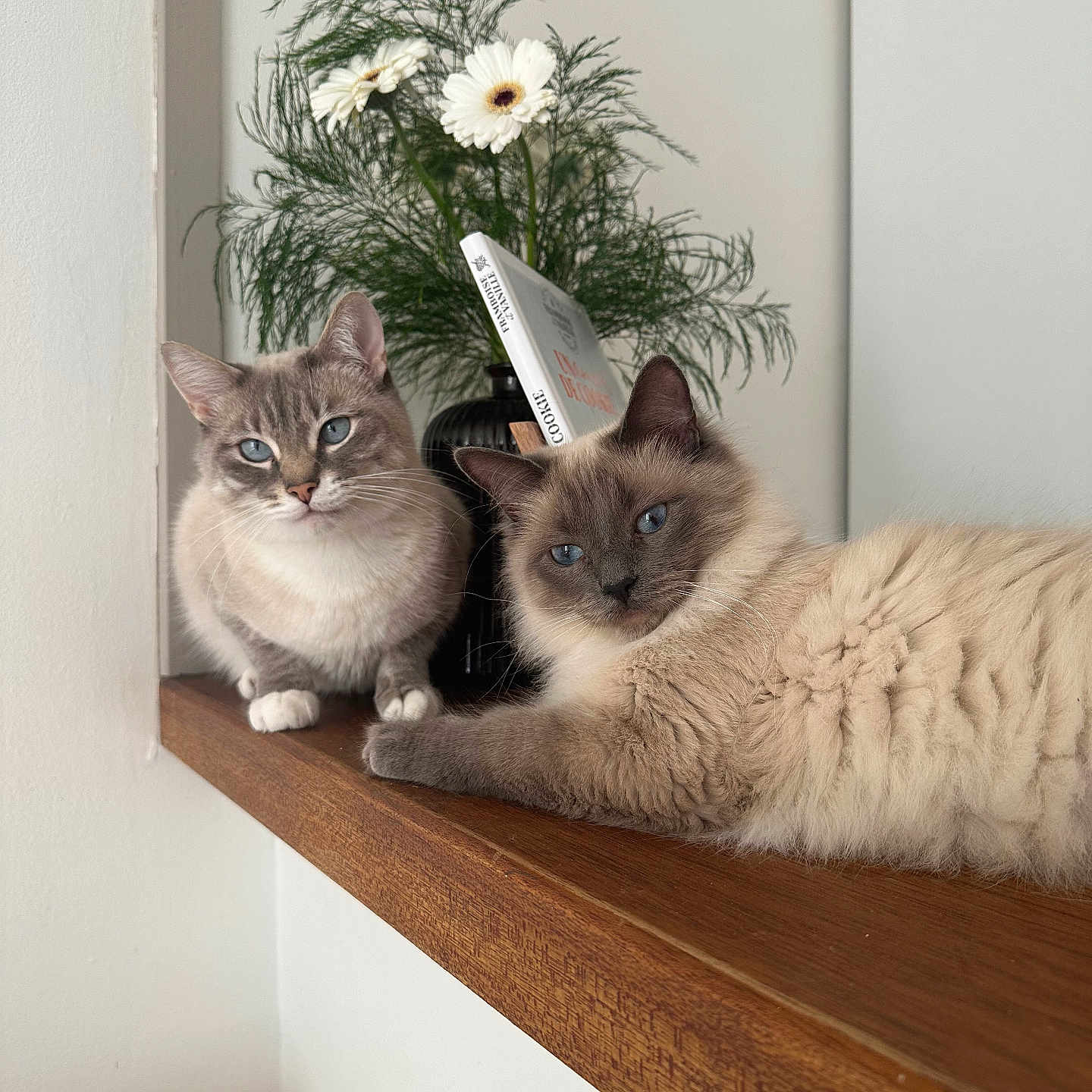 Gaby Et Bonnie a rejoint le concours — aidez-le/la à gagner de superbes lots ! animal, cat, daisy, flower, flowerarrangement, flowerbouquet, hardwood, ikebana, kitten, manx, pet, plant, plywood, pottedplant, shelf, siamese, sunflower, window, windowsill, wood