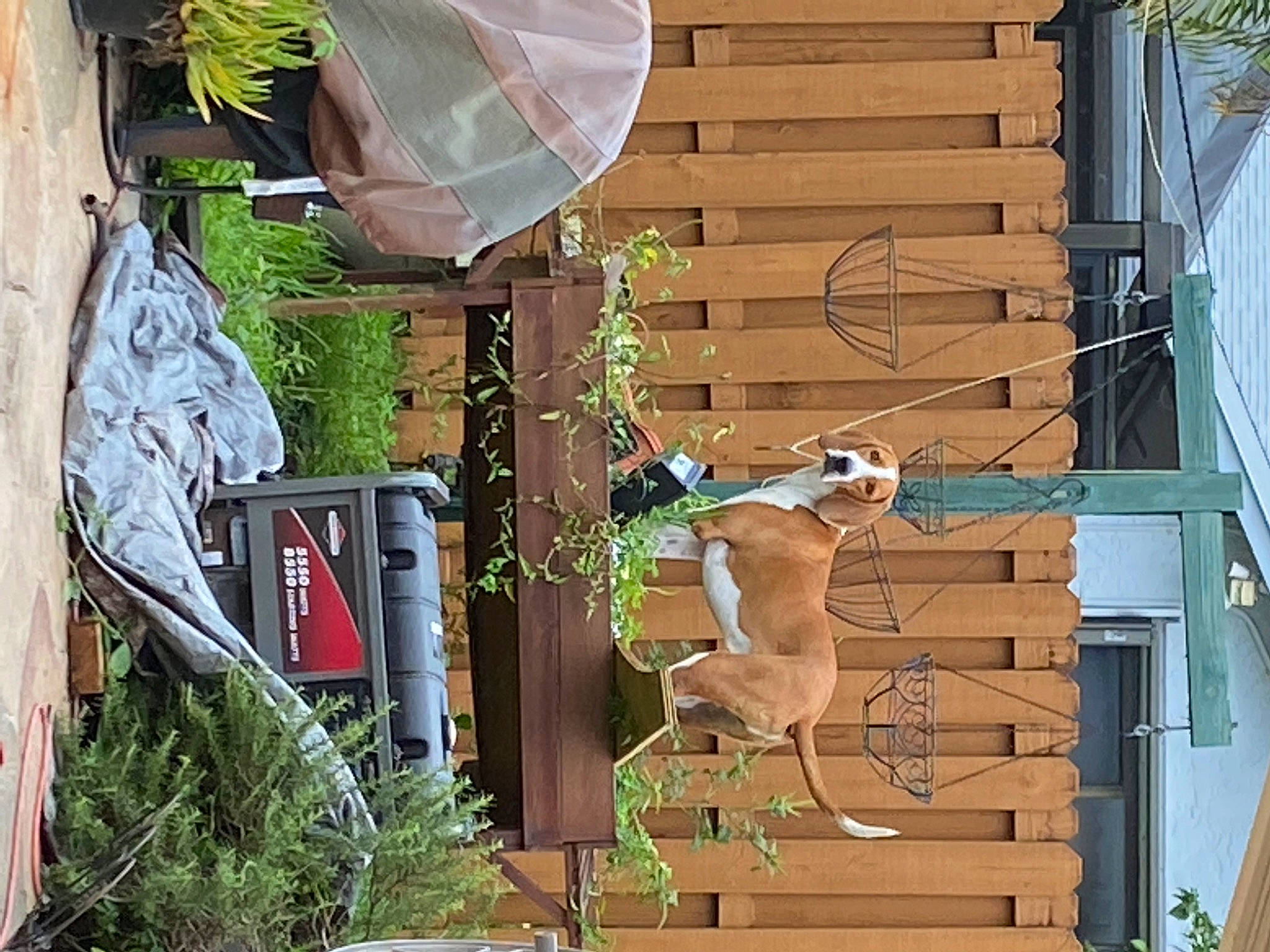 Dolce joined the competition — help win amazing prizes! art, building, facade, fawn, home, house, landscape, leisure, lumber, metal, outdoor_furniture, outdoor_structure, plant, roof, sculpture, shade, siding, statue, tree, wood