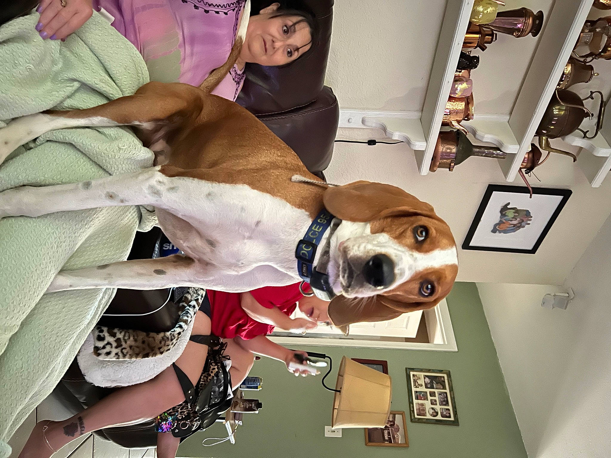 Dolce joined the competition — help win amazing prizes! canidae, carnivore, comfort, companion_dog, dog, dog_breed, eyewear, fashion_design, fawn, flooring, fur, hat, linens, picture_frame, room, selfie, shelf, sporting_group, sunglasses, visual_arts