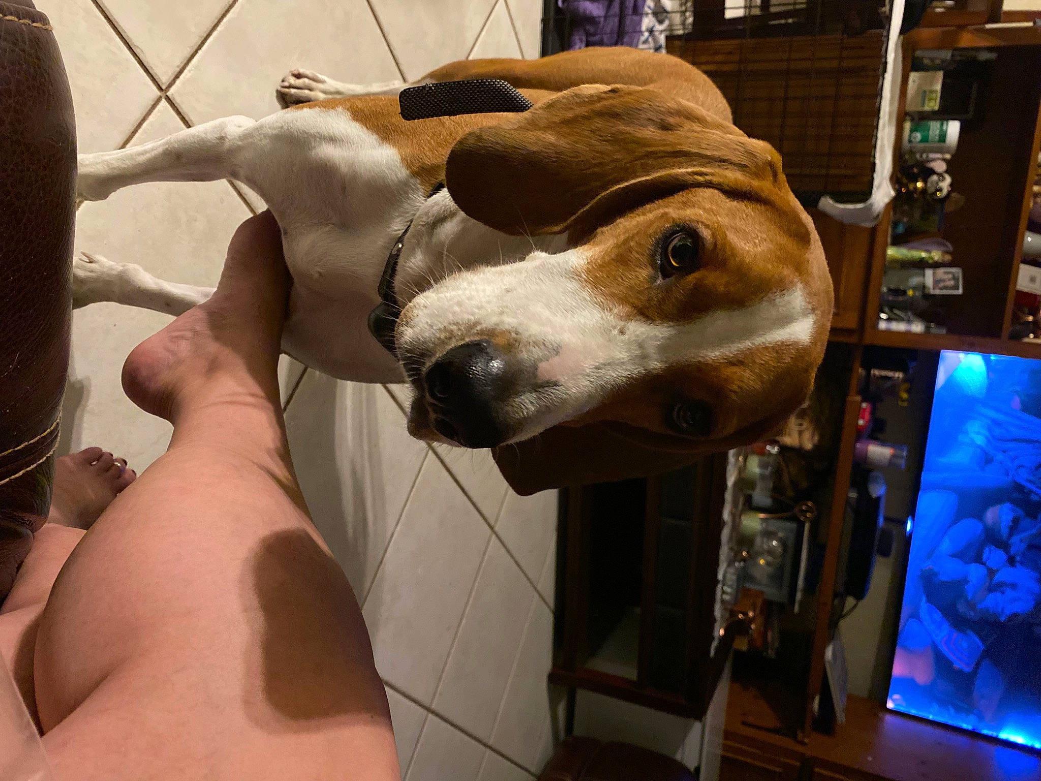 Dolce is registered to the contest to win money with this photo: bone, carnivore, collar, companion_dog, dog, dog_breed, dog_collar, ear, eyewear, fashion_accessory, fur, leash, machine, non_sporting_group, selfie, service, shelf, street_dog, whiskers, working_animal