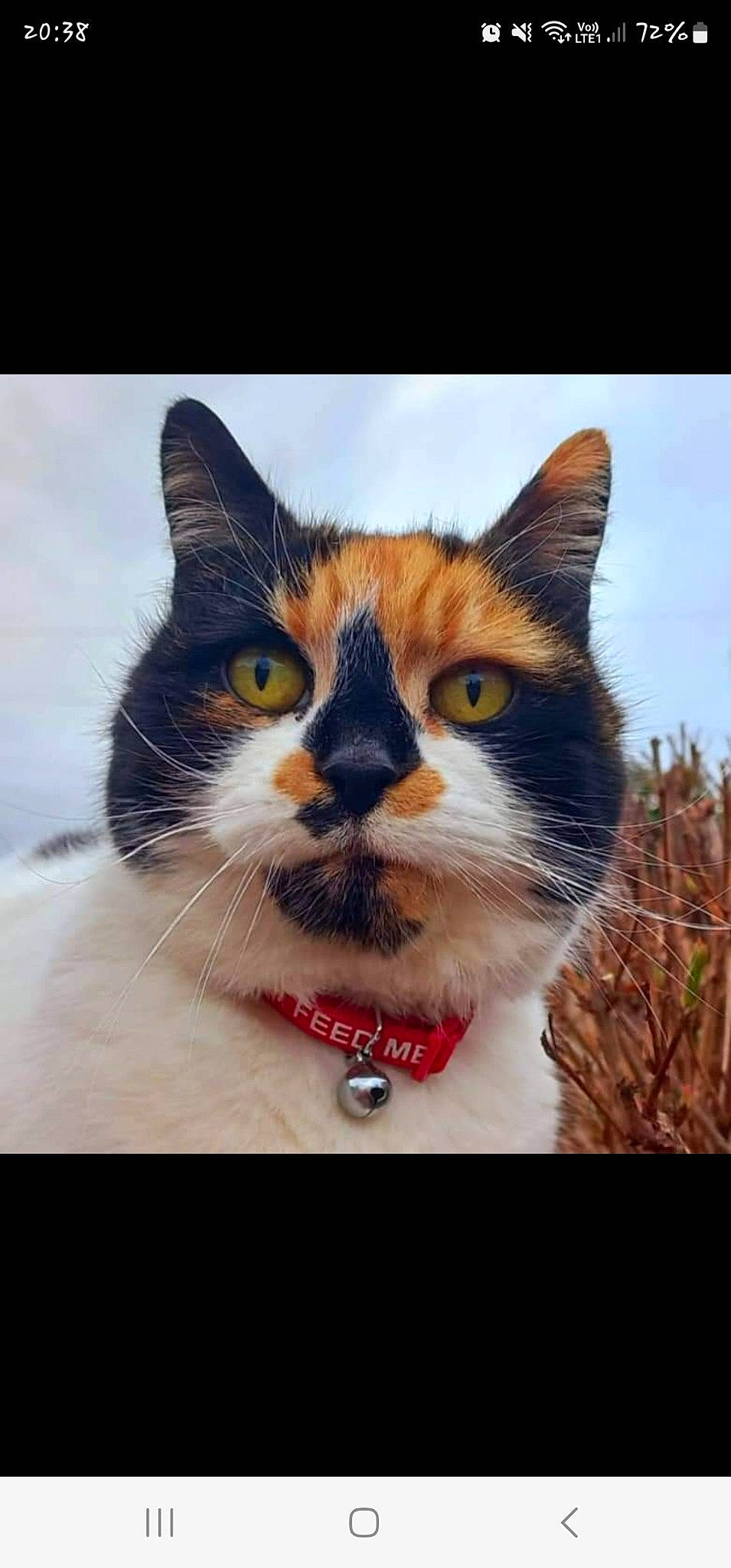 Eva joined the competition — help win amazing prizes! carnivore, cat, collar, domestic_short_haired_cat, door, eye, felidae, foot, fur, happy, paw, photo_caption, plant, sky, small_to_medium_sized_cats, snout, terrestrial_animal, tree, whiskers, window