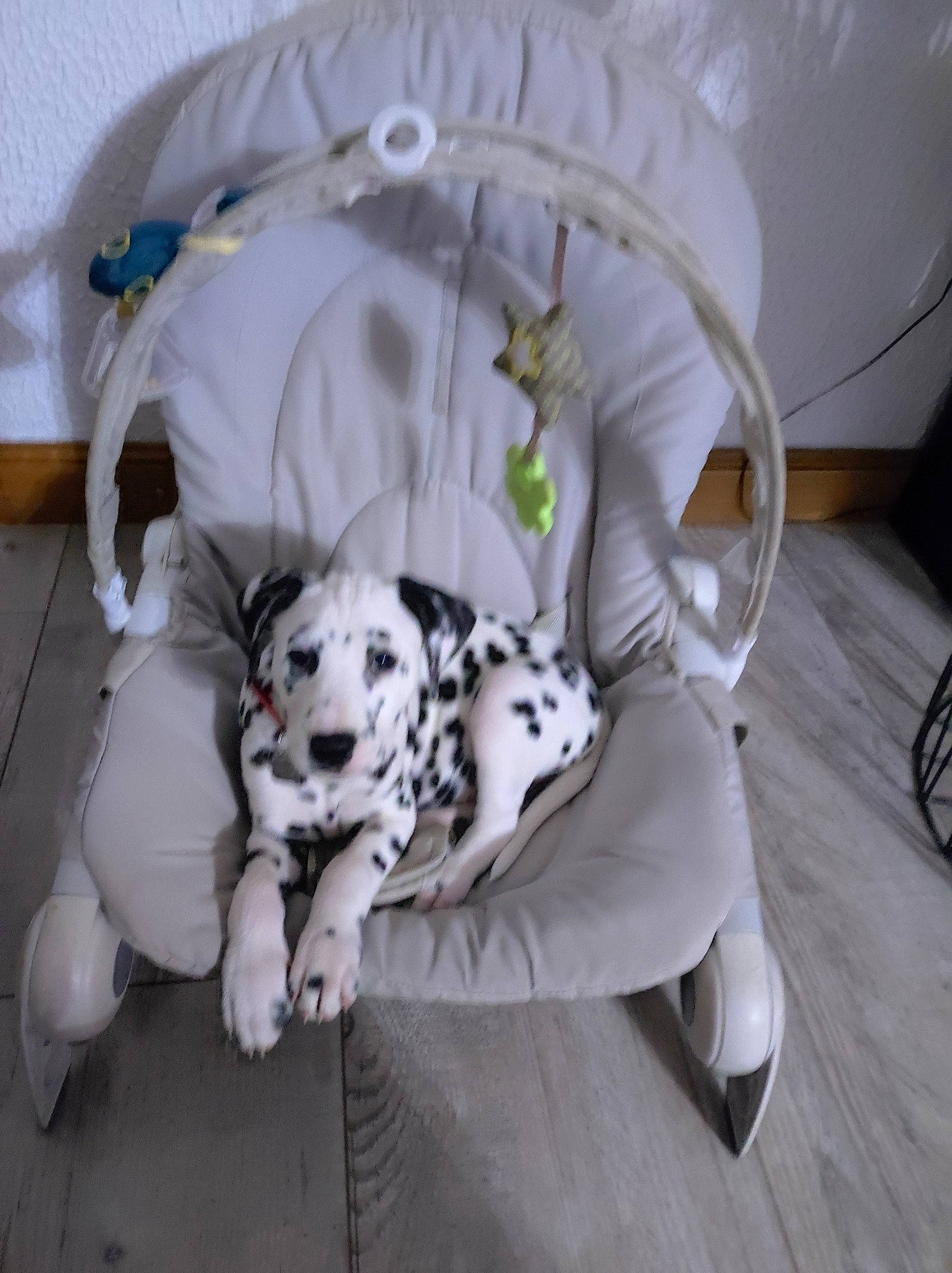 Saïka a rejoint le concours — aidez-le/la à gagner de superbes lots ! canidae, carnivore, comfort, companion_dog, dalmatian, dog, dog_breed, dog_supply, felidae, flooring, fur, hardwood, paw, pet_supply, snout, sporting_group, terrestrial_animal, toy_dog, whiskers, working_animal