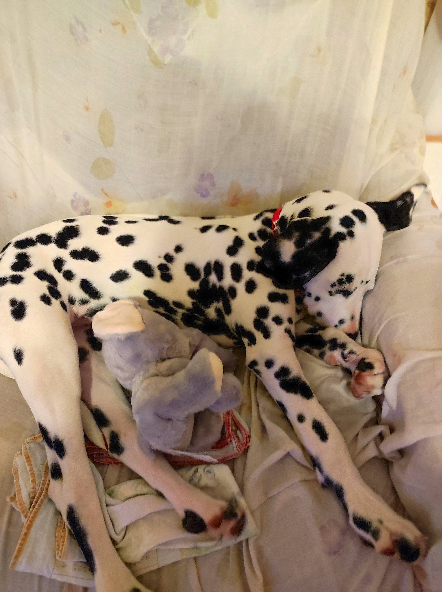 Saïka a rejoint le concours — aidez-le/la à gagner de superbes lots ! bed_sheet, bedding, canidae, carnivore, comfort, companion_dog, dog, dog_breed, dog_supply, fawn, fur, leopard, linens, nap, non_sporting_group, pattern, sleep, sleeve, snout, sporting_group