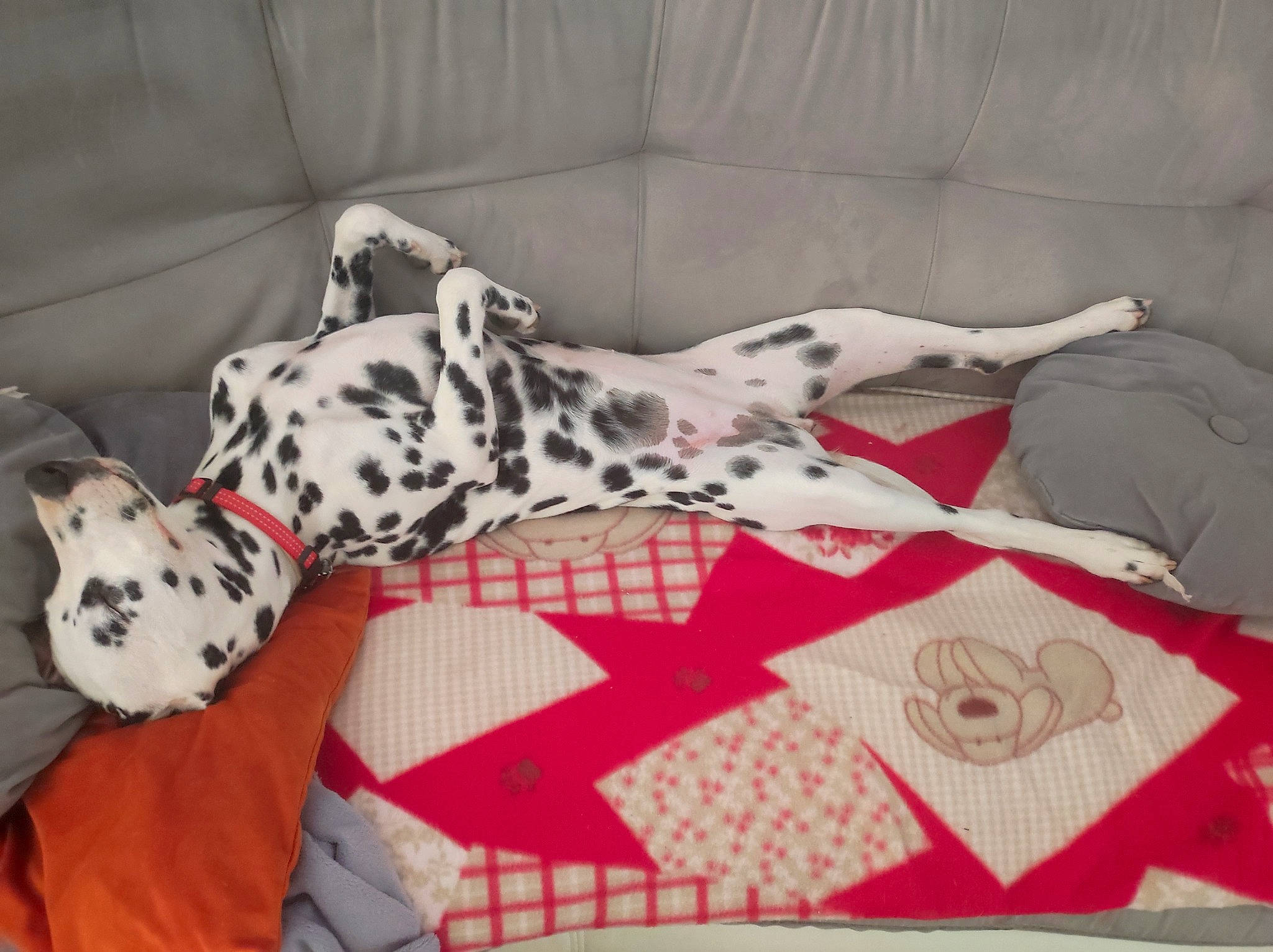 Saïka a rejoint le concours — aidez-le/la à gagner de superbes lots ! canidae, carmine, carnivore, comfort, companion_dog, couch, dalmatian, dog, dog_breed, dog_supply, fawn, flooring, linens, pattern, room, snout, sporting_group, terrestrial_animal, vertebrate, working_animal