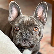 Sancho is registered to the contest to win money with this photo: animal, background_blur, brown_eyes, canine, close_up, companion, curious, dog, domestic, ears, face, french_bulldog, fur, furniture, indoor, looking, pet, portrait, snout, whiskers