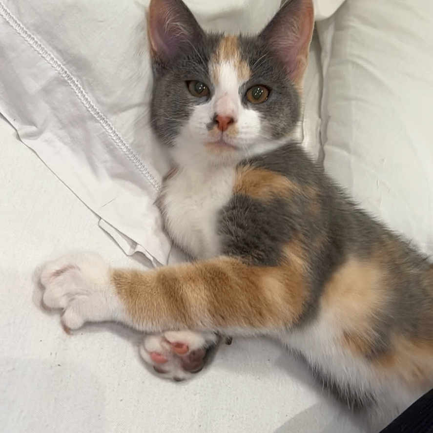 Nala a rejoint le concours — aidez-le/la à gagner de superbes lots ! animal, bed, calico, cat, closeup, cozy, cute, domestic, feline, fur, indoor, kitten, paw, pet, pillow, pink_paw_pads, resting, sleepy, soft, white