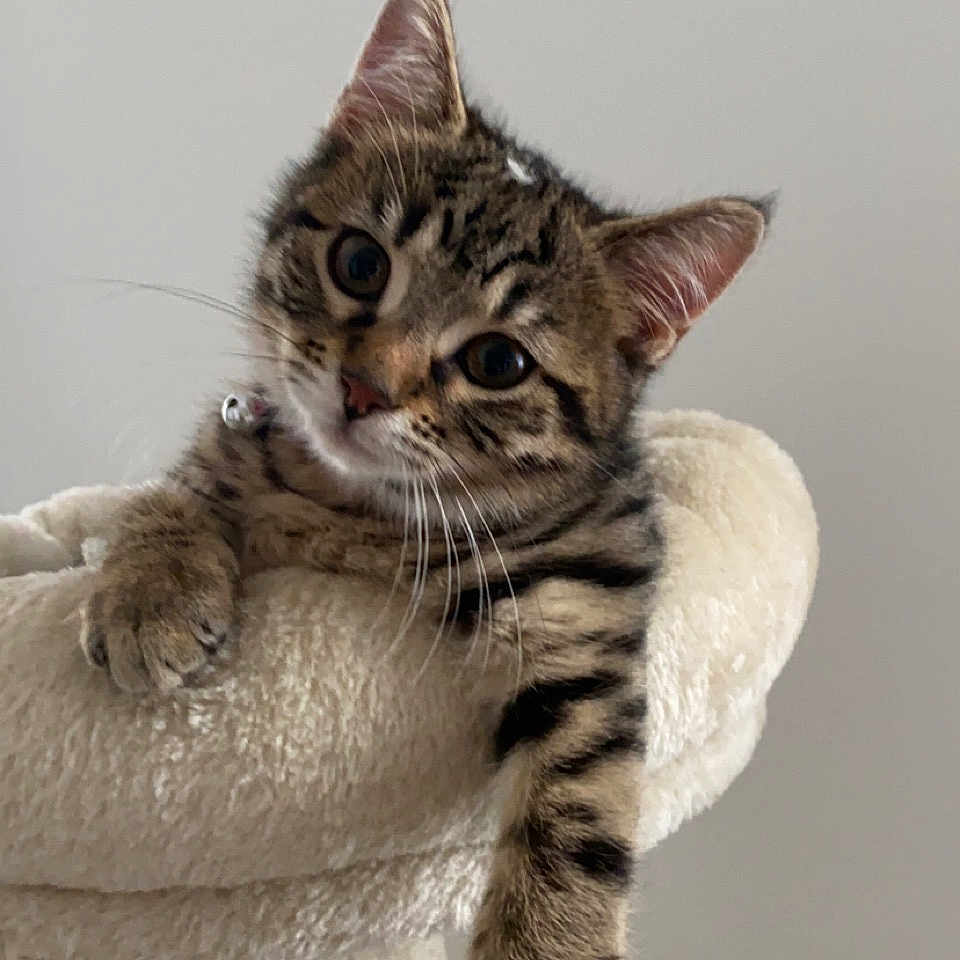 Twyla