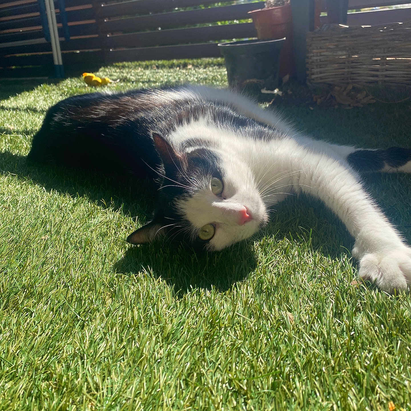 Ryuk participe au concours pour gagner de l'argent avec cette photo : animal, architecture, backyard, building, cat, field, grass, grassland, green, jar, lawn, manx, nature, outdoors, pet, plant, planter, pottedplant, shelter, yard