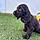 Baloo