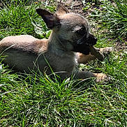 Dobby participe au concours pour gagner de l'argent avec cette photo : dog, puppy, grass, sunlight, outdoor, nature, relaxing, canine, pet, animal, small_dog, brown_dog, sunny, ground, ears, snout, resting, peaceful, daytime, cute