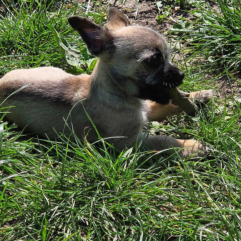 Dobby participe au concours pour gagner de l'argent avec cette photo : dog, puppy, grass, sunlight, outdoor, nature, relaxing, canine, pet, animal, small_dog, brown_dog, sunny, ground, ears, snout, resting, peaceful, daytime, cute