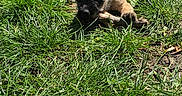 Dobby participe au concours pour gagner de l'argent avec cette photo : puppy, dog, grass, outdoor, sunlight, animal, pet, nature, chewing, young_dog, brown, playful, summer, canine, small_dog, field, leaf, ground, cute, resting