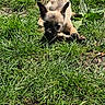 puppy, dog, grass, outdoor, sunlight, animal, pet, nature, chewing, young_dog, brown, playful, summer, canine, small_dog, field, leaf, ground, cute, resting