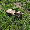 Dobby participe au concours pour gagner de l'argent avec cette photo : dog, puppy, grass, outdoor, sunlight, nature, animal, pet, relaxing, lying_down, greenery, earth, small_dog, canine, daylight, quiet, peaceful, young_dog, mammal, fur
