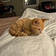 Mango joined the competition — help win amazing prizes! animal, bed, blanket, cat, cozy, cute, domestic, furniture, furry, home, indoor, kitten, lamp, orange_tabby, pet, relaxing, resting, sleeping, soft, window