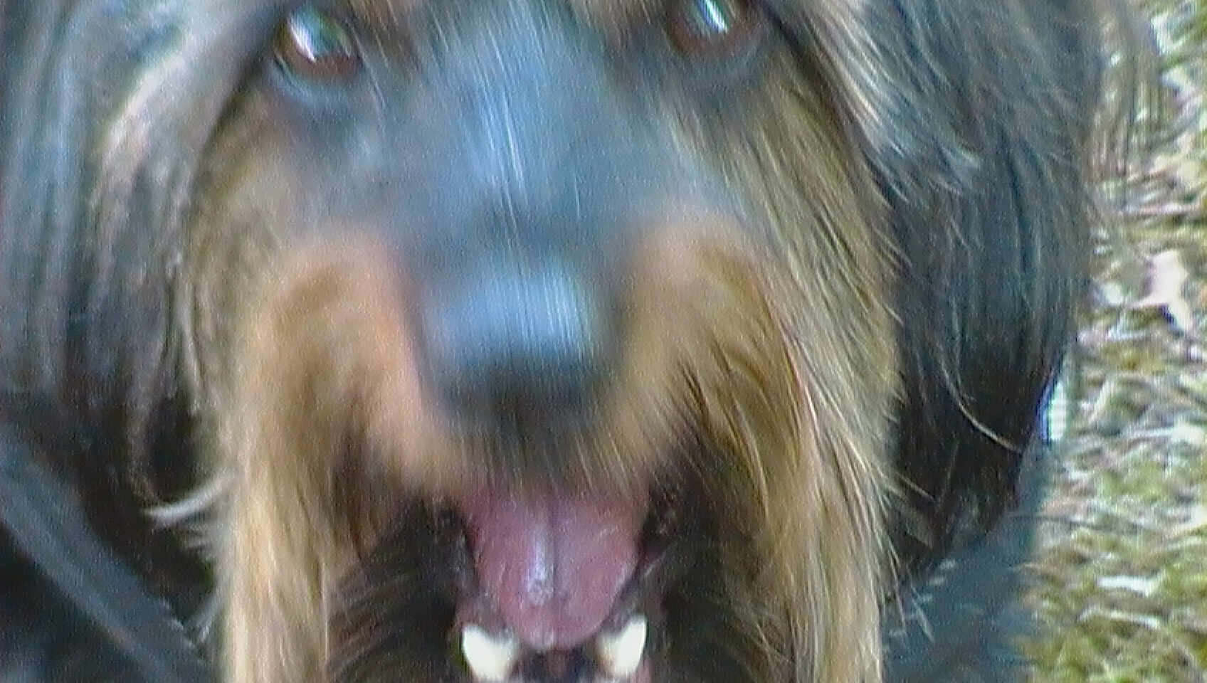 Romeo a rejoint le concours — aidez-le/la à gagner de superbes lots ! dog, close_up, face, mouth, nose, teeth, fur, animal, pet, outdoor, blurry, brown, black, canine, tongue, snout, nature, wild, portrait, furry