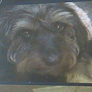 Romeo participe au concours pour gagner de l'argent avec cette photo : dog, pet, indoor, floor, tiled_floor, animal, canine, looking_up, resting, fur, face, ears, snout, close_up, companion, domestic_animal, mammal, portrait, tile, seat