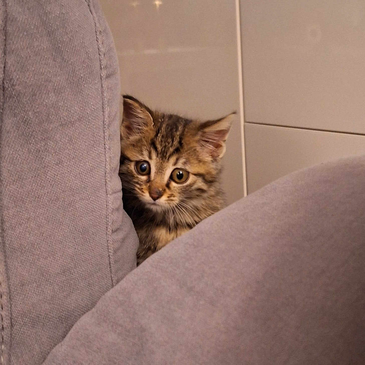 Booh a rejoint le concours — aidez-le/la à gagner de superbes lots ! abyssinian, animal, armchair, blanket, cat, chair, couch, cushion, furniture, homedecor, indoors, kitten, manx, pet