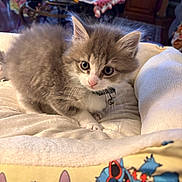 Fluffy is registered to the contest to win money with this photo: kitten, cat, cute, fluffy, collar, bell, blanket, indoor, pet, young, feline, curious, cozy, animal, soft, resting, home, table, clutter, colorful